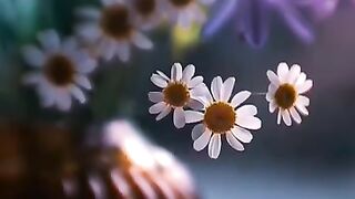 New Video WhatsApp Status