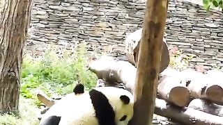 Cute Panda Movements