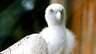 Amazing Wildlife Animals 4K] Relaxing music