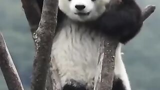 Cute Panda Whatsapp Status