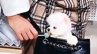 Cute Dogs
