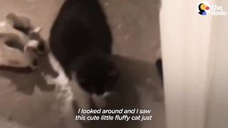 Stray cat gives birth cat puppies most amaizing vidios
