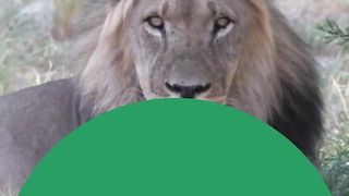 Lions facts