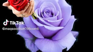 Subh al Khair