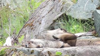 Marmot