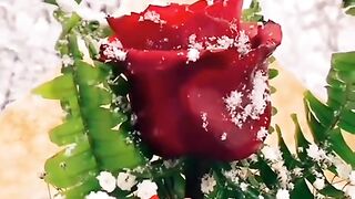 Good Morning WhatsApp Status