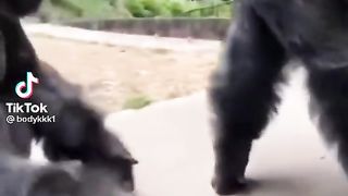 Когда угадаешь с братом