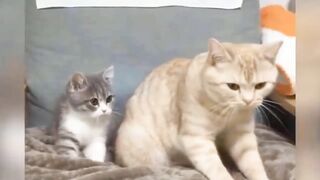 Funny cats