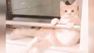 Funny cats...