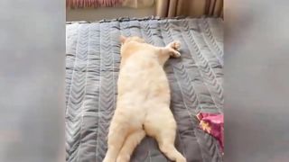 funny pets...