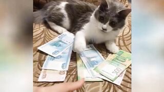 funny cats mix videos