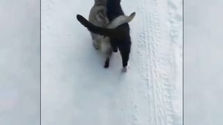 funny pets mix videos