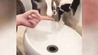 funny crazy cats