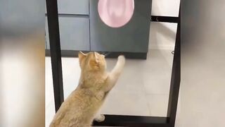 funny pe cats