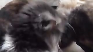 CAT DRINKING MILK