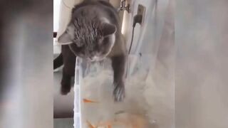funny crazy mix cats