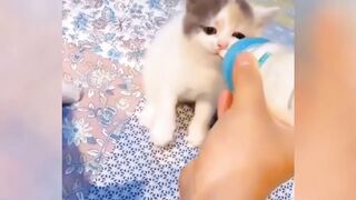 mix funny cats