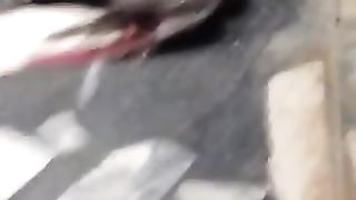 CAT NY KABOTR MAR DIA