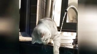 funny pe cats...