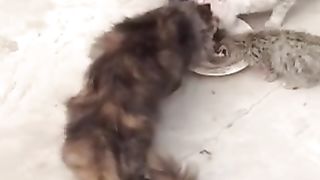 CAT FAMILY DRINKING FOOD