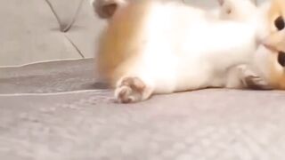 Маленький котенок