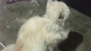 YA CAT SULSAR B JATI HY
