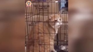 Animais engraçados 2023 Cães e gatos fofos fazendo coisas interessantes