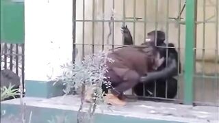 Animals Reunited with owners.