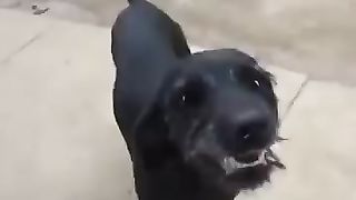 MELHORES VÍDEOS TENTE NÃO RIR???? IMPOSSÍVEL! tentenaorir videosEngraçado