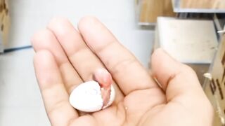 Lovebird egg Hatching