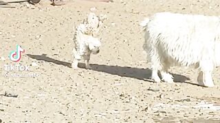 Sheepdog  funny