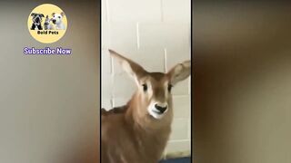 Tente não Rir! Animais Engraçados 2022 Tente Não Rir Pets !