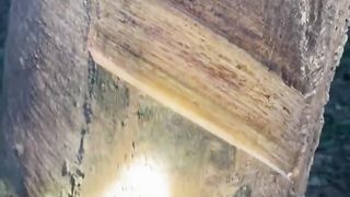 extracting rubber from tree