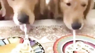 Funny Animal