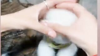 Silent dog cat funny  vidio