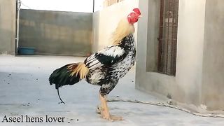 Aseel murgay ki aazan/ hen cock ki aazan