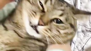Crazy Funny Cute Cats Virap Clips????