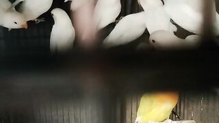 Albino Lovebird Chicks