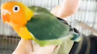 Love bird