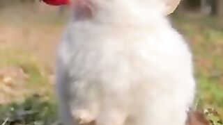 Rabbit cuteness ????