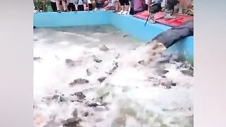 Fish being shifted in a pond