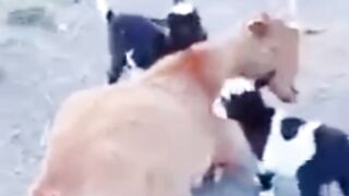 Ghar me Bakri Palna Kesa hai? || Goat ???? in Islam ❤️