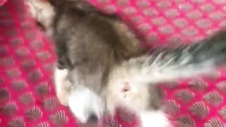 Break My sofa Cat