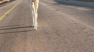 kid  #kid #shotfeed #viral #shortvideo #febspotfeed #viralvideo
