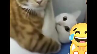 CAT LOVERS