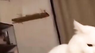 CAT LOVERS