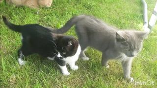 Funny Animals
