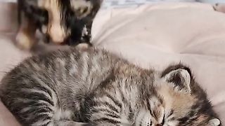 Cute Cat Baby