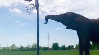 elephant playing