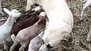 unbeliveable #wounder #shotfeed #febspotviral #shot #shot